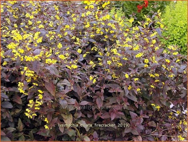 Lysimachia ciliata 'Firecracker' | Wederik | Bewimperter Felberich