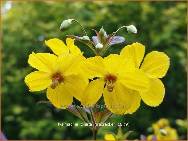 Lysimachia ciliata 'Firecracker' | Wederik | Bewimperter Felberich