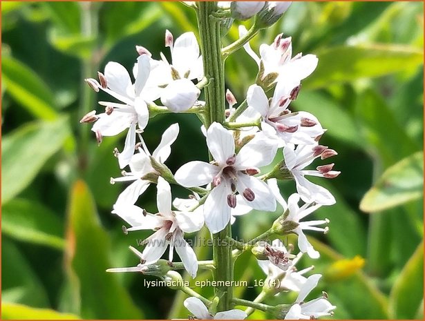 Lysimachia ephemerum | Wederik | Iberischer Felberich