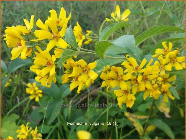 Lysimachia vulgaris | Grote wederik, Wederik | Gewöhnlicher Gilbweiderich