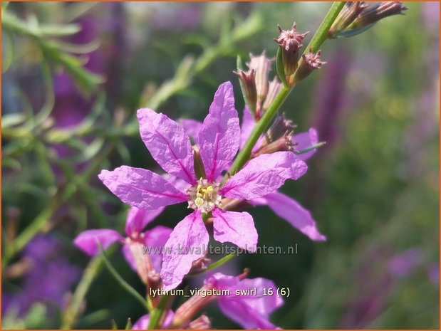 Lythrum virgatum 'Swirl' | Kattenstaart | Ruten-Weiderich