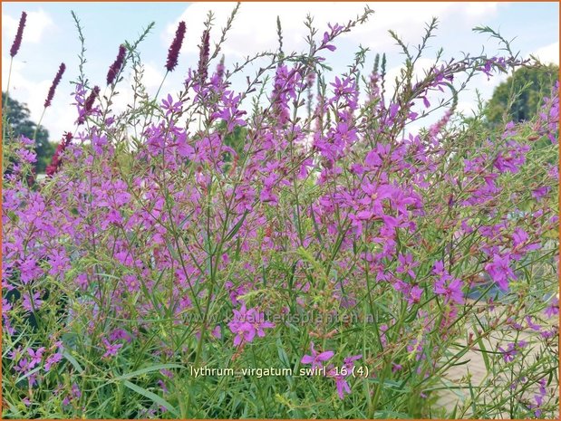 Lythrum virgatum 'Swirl' | Kattenstaart | Ruten-Weiderich