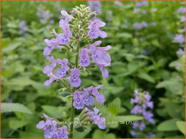 Nepeta grandiflora 'Zinser's Giant' | Kattenkruid | Großblütige Katzenminze