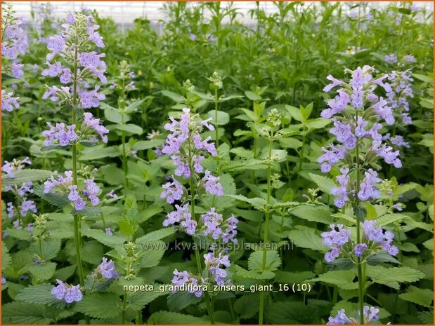 Nepeta grandiflora 'Zinser's Giant' | Kattenkruid | Großblütige Katzenminze