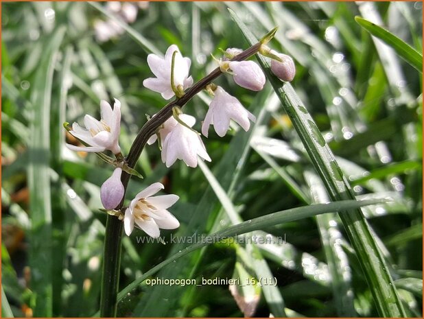 Ophiopogon bodinieri | Slangenbaard | Schlangenbart