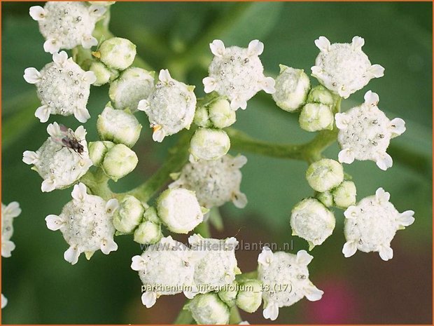 Parthenium integrifolium | Wilde kinine | Prärieampfer