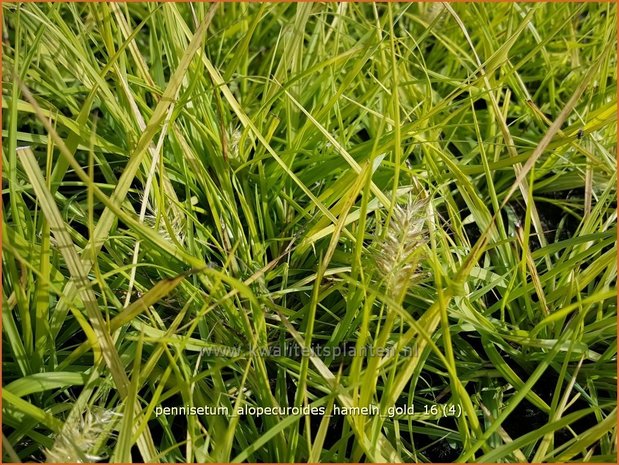 Pennisetum alopecuroides 'Hameln Gold' | Lampenpoetsersgras, Borstelveergras | Lampenputzergras