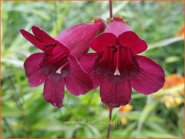 Penstemon 'Rich Ruby' | Slangenkop, Schildpadbloem | Bartfaden