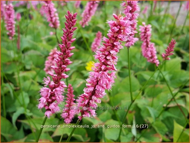 Persicaria amplexicaulis 'Jo and Guido's Form' | Adderwortel, Duizendknoop | Kerzenknöterich