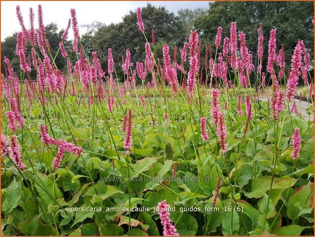 Persicaria amplexicaulis 'Jo and Guido's Form' | Adderwortel, Duizendknoop | Kerzenknöterich