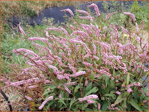 Persicaria amplexicaulis 'Pink Elephant' | Adderwortel, Duizendknoop | Kerzenknöterich