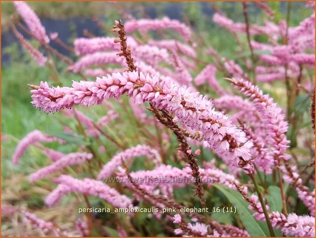 Persicaria amplexicaulis 'Pink Elephant' | Adderwortel, Duizendknoop | Kerzenknöterich