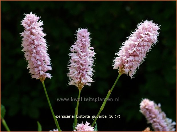 Persicaria bistorta 'Superba' | Adderwortel, Duizendknoop | Schlangenknöterich