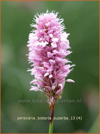 Persicaria bistorta 'Superba' | Adderwortel, Duizendknoop | Schlangenknöterich