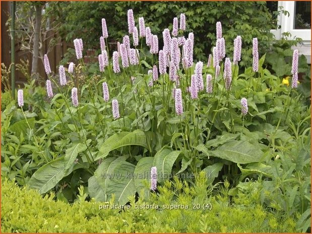 Persicaria bistorta 'Superba' | Adderwortel, Duizendknoop | Schlangenknöterich