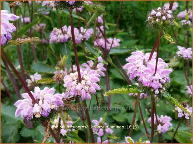 Phlomis tuberosa 'Bronze Flamingo' | Brandkruid | Knollen-Brandkraut