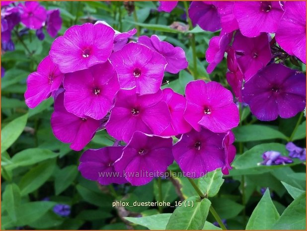 Phlox 'Düsterlohe' | Vlambloem, Flox, Floks | Hohe Flammenblume