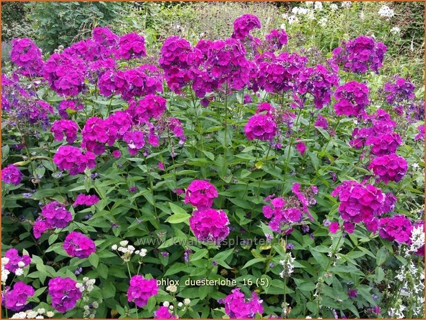 Phlox 'Düsterlohe' | Vlambloem, Flox, Floks | Hohe Flammenblume