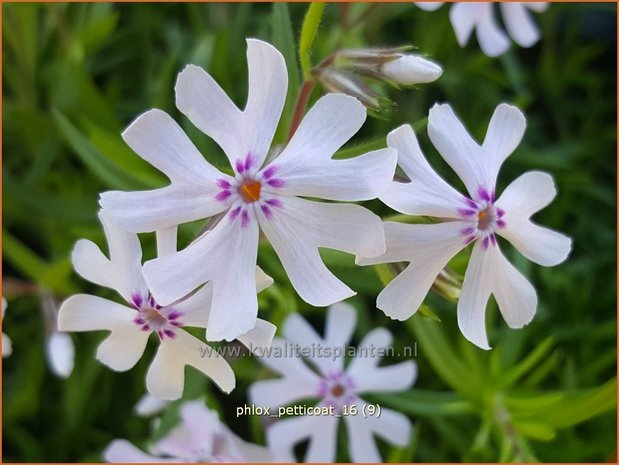 Phlox 'Petticoat' | Kruipphlox, Vlambloem, Flox, Floks | Polsterphlox