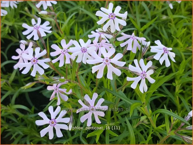 Phlox 'Petticoat' | Kruipphlox, Vlambloem, Flox, Floks | Polsterphlox