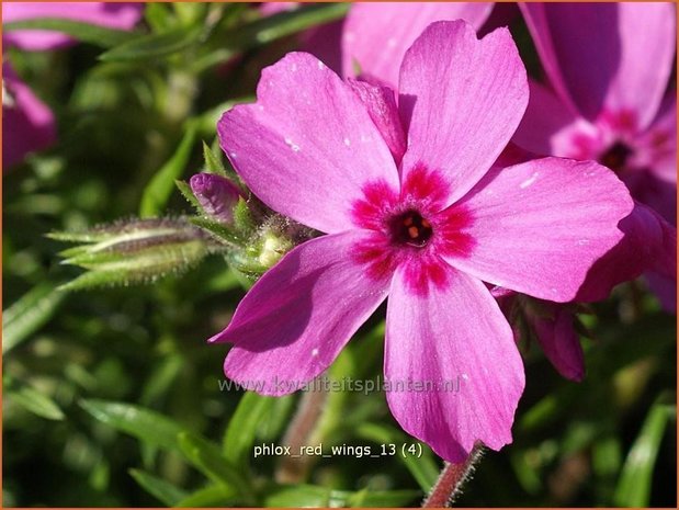 Phlox 'Red Wings' | Kruipphlox, Vlambloem, Flox, Floks | Polsterphlox