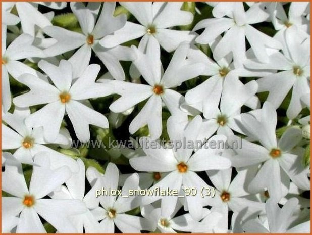 Phlox 'Snowflake' | Kruipphlox, Vlambloem, Flox, Floks | Polsterphlox