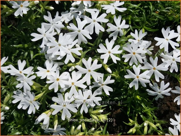 Phlox 'Snowflake' | Kruipphlox, Vlambloem, Flox, Floks | Polsterphlox