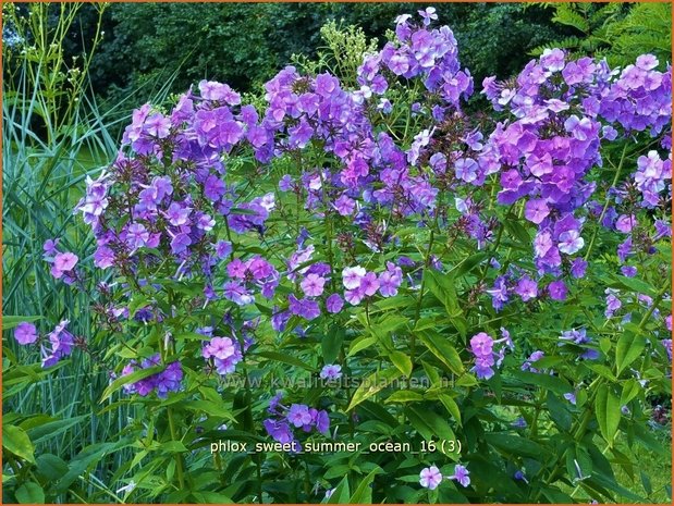 Phlox 'Sweet Summer Ocean' | Vlambloem, Flox, Floks | Hohe Flammenblume