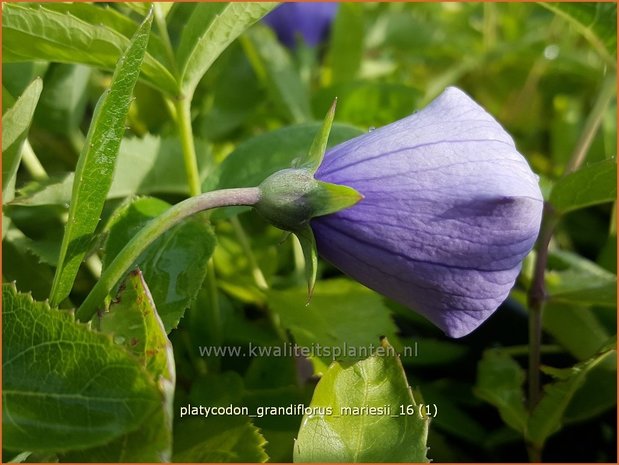 Platycodon grandiflorus 'Mariesii' | Ballonklokje | Ballonblume