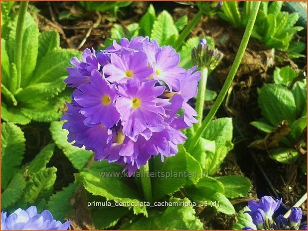 Primula denticulata 'Cachemiriana' | Bolprimula, Kogelprimula, Sleutelbloem | Kugelprimel