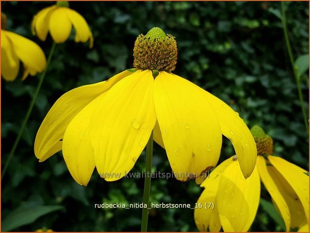 Rudbeckia nitida 'Herbstsonne' | Zonnehoed | Fallschirm-Sonnenhut