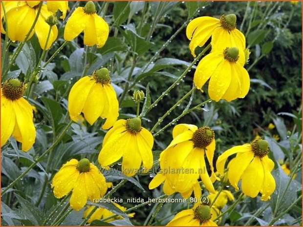 Rudbeckia nitida 'Herbstsonne' | Zonnehoed | Fallschirm-Sonnenhut