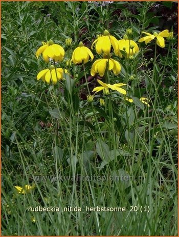 Rudbeckia nitida 'Herbstsonne' | Zonnehoed | Fallschirm-Sonnenhut