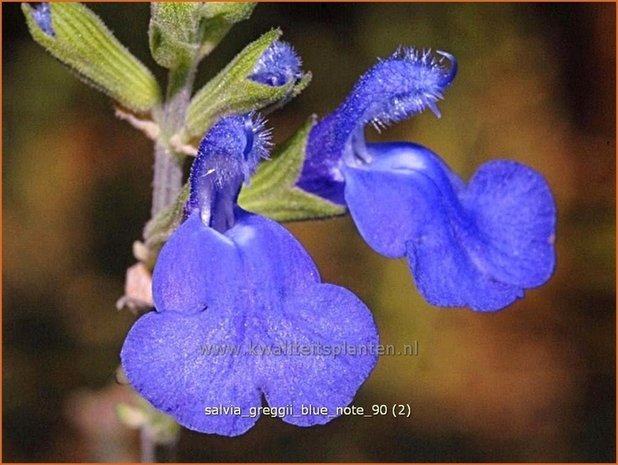 Salvia greggii 'Blue Note' | Salie, Salvia