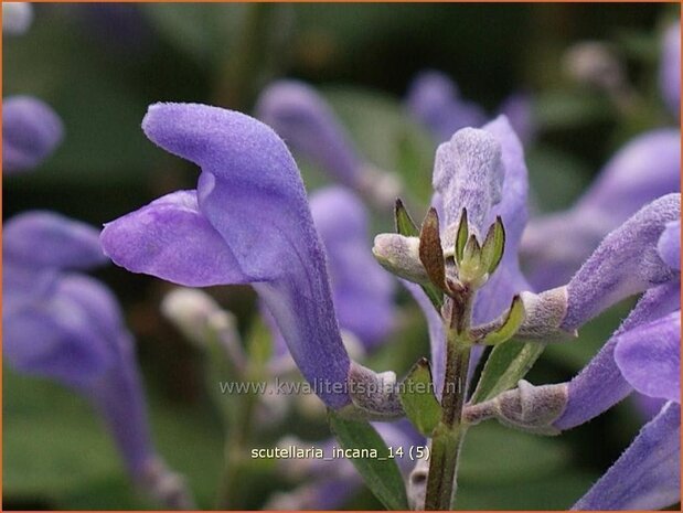 Scutellaria incana | Glidkruid | Herbst-Helmkraut