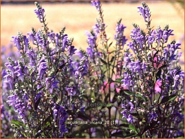 Scutellaria incana | Glidkruid | Herbst-Helmkraut