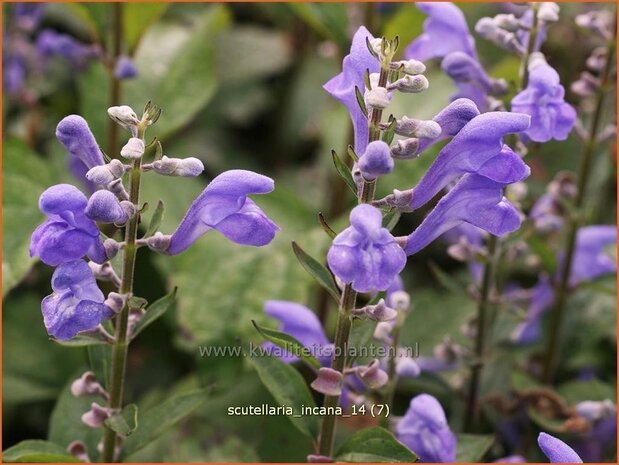 Scutellaria incana | Glidkruid | Herbst-Helmkraut