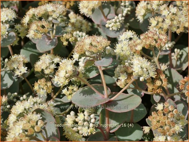 Sedum telephium ssp. ruprechtii | Hemelsleutel, Vetkruid | Grosse Fetthenne