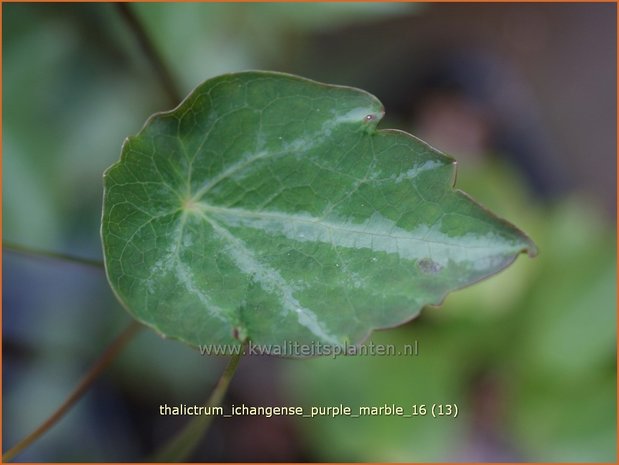 Thalictrum ichangense 'Purple Marble' | Ruit | Elfenblumenähnliche-Wiesenraute