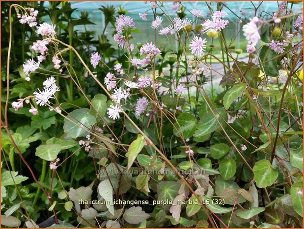 Thalictrum ichangense 'Purple Marble' | Ruit | Elfenblumenähnliche-Wiesenraute