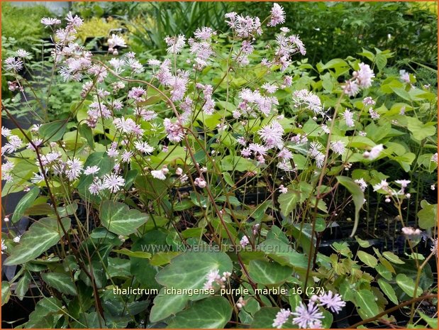 Thalictrum ichangense 'Purple Marble' | Ruit | Elfenblumenähnliche-Wiesenraute