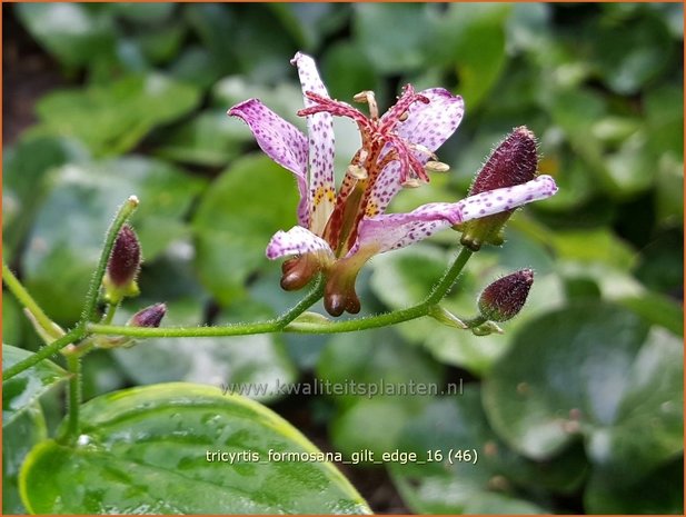 Tricyrtis formosana 'Gilt Edge' | Armeluisorchidee, Paddenlelie | Formosa-Krötenlilie