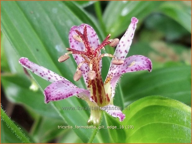 Tricyrtis formosana 'Gilt Edge' | Armeluisorchidee, Paddenlelie | Formosa-Krötenlilie