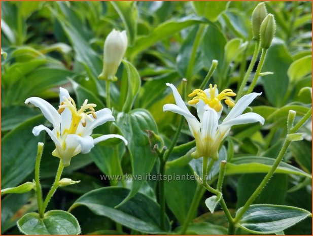 Tricyrtis hirta 'Alba' | Armeluisorchidee, Paddenlelie | Borstige Krötenlilie