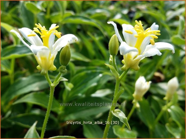 Tricyrtis hirta 'Alba' | Armeluisorchidee, Paddenlelie | Borstige Krötenlilie