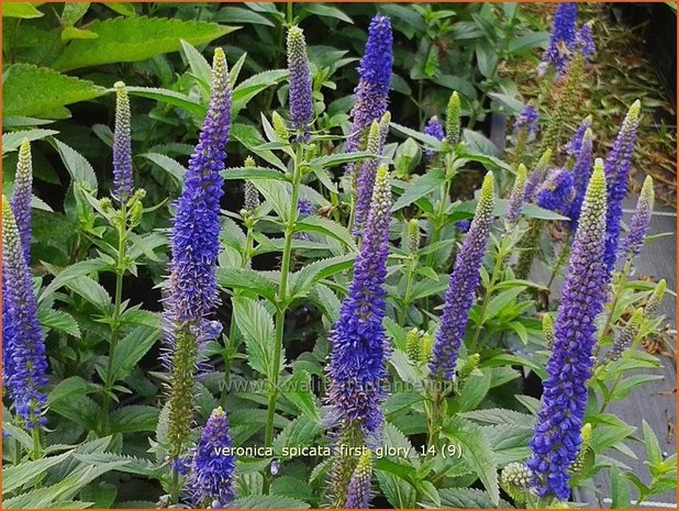 Veronica spicata 'First Glory' | Aarereprijs, Ereprijs | Ähren-Ehrenpreis