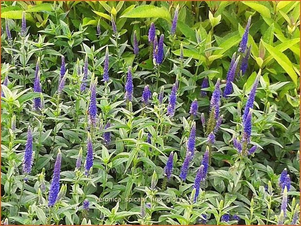 Veronica spicata 'First Glory' | Aarereprijs, Ereprijs | Ähren-Ehrenpreis