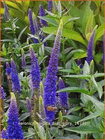 Veronica spicata 'First Glory' | Aarereprijs, Ereprijs | Ähren-Ehrenpreis