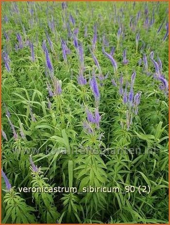 Veronicastrum sibiricum