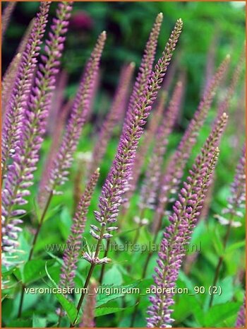 Veronicastrum virginicum 'Adoration' | Virginische ereprijs, Zwarte ereprijs | Kandelaberehrenpreis